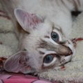 Аватара пользователя